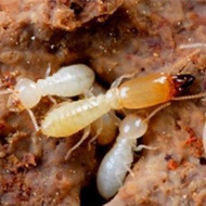 氣溫升雨水多，白蟻進(jìn)入高發(fā)期