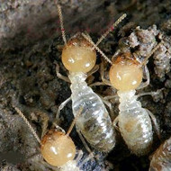 春季，請(qǐng)查查你家有沒有白蟻危害